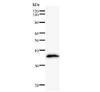 LDOC1 Antibody - Western blot analysis of immunized recombinant protein, using anti-LDOC1 monoclonal antibody.