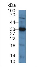 LECT1 / Chondromodulin-I Antibody - Western Blot; Sample: Mouse Heart lysate; Primary Ab: 5µg/ml Rabbit Anti-Human LECT1 Antibody Second Ab: 0.2µg/mL HRP-Linked Caprine Anti-Rabbit IgG Polyclonal Antibody