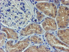 LECT2 Antibody - IHC of paraffin-embedded Human Kidney tissue using anti-LECT2 mouse monoclonal antibody.