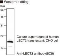 LECT2 Antibody