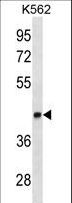 LEF1 Antibody - LEF1 Antibody western blot of K562 cell line lysates (35 ug/lane). The LEF1 antibody detected the LEF1 protein (arrow).