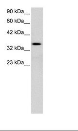 LEF1 Antibody - HepG2 Cell Lysate.  This image was taken for the unconjugated form of this product. Other forms have not been tested.