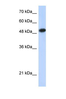 LEF1 Antibody - LEF1 antibody Western blot of 293T Cell lysate. Antibody concentration 1 ug/ml. This image was taken for the unconjugated form of this product. Other forms have not been tested.