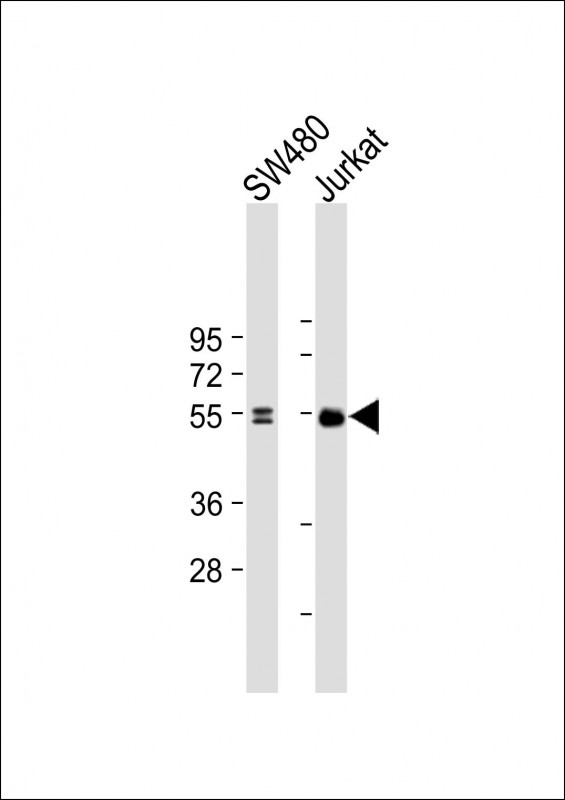 LEF1 Antibody - All lanes: Anti-LEF1 at dilution Lane 1: SW480 whole cell lysate Lane 2: Jurkat whole cell lysate Lysates/proteins at 20 µg per lane. Secondary Goat Anti-mouse IgG, (H+L), Peroxidase conjugated at 1/10000 dilution. Predicted band size: 44kDa Blocking/Dilution buffer: 5% NFDM/TBST.