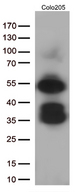 LEF1 Antibody - Western blot analysis of extracts. (35ug) from Colo205 cells by using anti-LEF1 monoclonal antibody. (1:500)