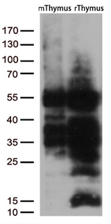 LEF1 Antibody - Western blot analysis of extracts. (35ug) from 2 different tissues by using anti-LEF1 monoclonal antibody. (1:500)
