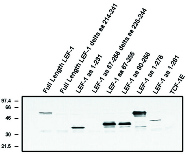 LEF1 Antibody - Western blot of LEF-1 (alternate exon) antibody (LEF-1 alternate exon) on Cos cells transfected with the indicated proteins.