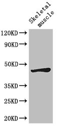 LEF1 Antibody - Positive WB detected in:Mouse skeletal muscle tissue;All lanes: LEF1 antibody at 2.7ug/ml;Secondary;Goat polyclonal to rabbit IgG at 1/50000 dilution;Predicted band size: 45,36,32,24,42,43,35 kDa;Observed band size: 45 kDa;