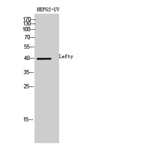 LEFTY1+2 Antibody - Western blot of Lefty antibody