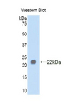 LEFTYB / LEFTY1 Antibody - Western blot of recombinant LEFTYB / LEFTY1.  This image was taken for the unconjugated form of this product. Other forms have not been tested.