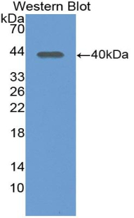 LEFTYB / LEFTY1 Antibody - Western blot of LEFTYB / LEFTY1 antibody.