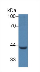 LEFTYB / LEFTY1 Antibody - Western Blot; Sample: Porcine Heart lysate; Primary Ab: 5µg/ml Rabbit Anti-Human LEFTY1 Antibody Second Ab: 0.2µg/mL HRP-Linked Caprine Anti-Rabbit IgG Polyclonal Antibody