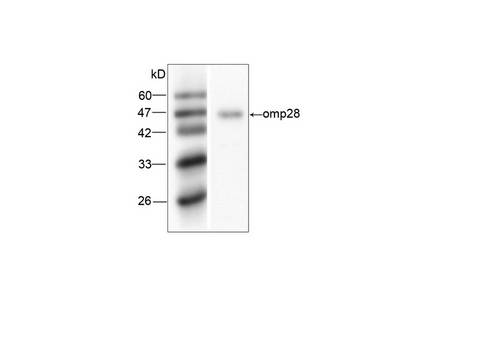 Legionella pneumophila omp28 Antibody