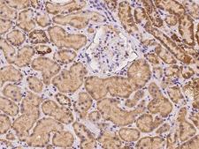 LEKR1 Antibody - Immunochemical staining of human LEKR1 in human kidney with rabbit polyclonal antibody at 1:100 dilution, formalin-fixed paraffin embedded sections.