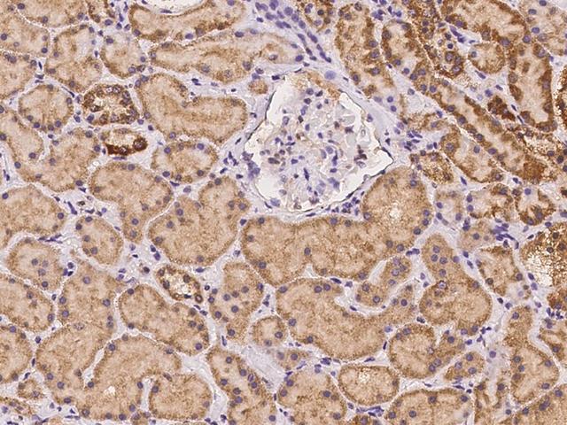 LEKR1 Antibody - Immunochemical staining of human LEKR1 in human kidney with rabbit polyclonal antibody at 1:100 dilution, formalin-fixed paraffin embedded sections.