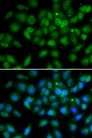 LELP1 Antibody - Immunofluorescence analysis of A549 cells.