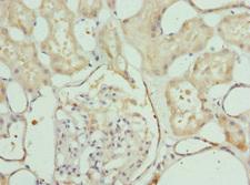 LELP1 Antibody - Immunohistochemistry of paraffin-embedded human kidney tissue at dilution 1:100