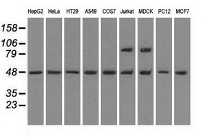 LEMD3 / MAN1 Antibody - Western blot of extracts (35 ug) from 9 different cell lines by using anti-LEMD3 monoclonal antibody.
