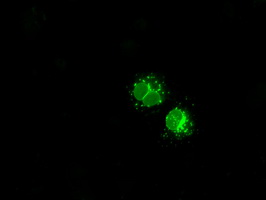 LEMD3 / MAN1 Antibody - Anti-LEMD3 mouse monoclonal antibody  immunofluorescent staining of COS7 cells transiently transfected by pCMV6-ENTRY LEMD3.