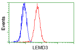 LEMD3 / MAN1 Antibody - Flow cytometric analysis of Hela cells, using anti-LEMD3 antibody, (Red) compared to a nonspecific negative control antibody (Blue).