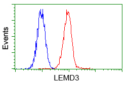 LEMD3 / MAN1 Antibody - Flow cytometry of HeLa cells, using anti-LEMD3 antibody, (Red) compared to a nonspecific negative control antibody (Blue).