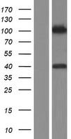 LEMD3 / MAN1 Protein - Western validation with an anti-DDK antibody * L: Control HEK293 lysate R: Over-expression lysate