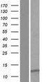 LENEP Protein - Western validation with an anti-DDK antibody * L: Control HEK293 lysate R: Over-expression lysate
