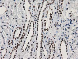 LENG1 Antibody - IHC of paraffin-embedded Human Kidney tissue using anti-LENG1 mouse monoclonal antibody.