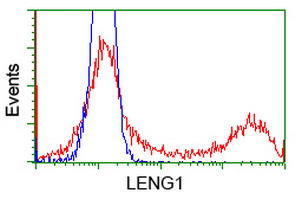 LENG1 Antibody - HEK293T cells transfected with either overexpress plasmid (Red) or empty vector control plasmid (Blue) were immunostained by anti-LENG1 antibody, and then analyzed by flow cytometry.