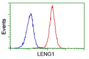 LENG1 Antibody - Flow cytometry of Jurkat cells, using anti-LENG1 antibody (Red), compared to a nonspecific negative control antibody (Blue).