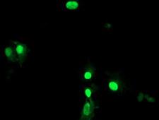 LENG1 Antibody - Anti-LENG1 mouse monoclonal antibody immunofluorescent staining of COS7 cells transiently transfected by pCMV6-ENTRY LENG1.