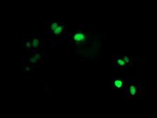 LENG1 Antibody - Anti-LENG1 mouse monoclonal antibody immunofluorescent staining of COS7 cells transiently transfected by pCMV6-ENTRY LENG1.