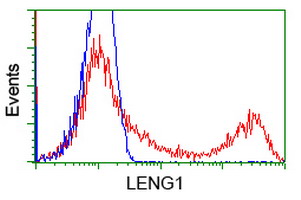LENG1 Antibody - HEK293T cells transfected with either overexpress plasmid (Red) or empty vector control plasmid (Blue) were immunostained by anti-LENG1 antibody, and then analyzed by flow cytometry.