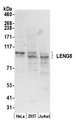 LENG8 Antibody - Detection of human LENG8 by western blot. Samples: Whole cell lysate (50 µg) from HeLa, HEK293T, and Jurkat cells prepared using NETN lysis buffer. Antibody: Affinity purified rabbit anti-LENG8 antibody used for WB at 0.1 µg/ml. Detection: Chemiluminescence with an exposure time of 30 seconds.