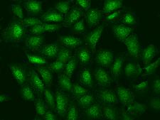 LENG8 Antibody - Immunofluorescence staining of LENG8 in U2OS cells. Cells were fixed with 4% PFA, permeabilzed with 0.1% Triton X-100 in PBS, blocked with 10% serum, and incubated with rabbit anti-Human LENG8 polyclonal antibody (dilution ratio 1:100) at 4°C overnight. Then cells were stained with the Alexa Fluor 488-conjugated Goat Anti-rabbit IgG secondary antibody (green). Positive staining was localized to Nucleus and Cytoplasm.