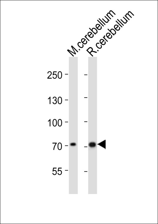 LEO1 Antibody - Western blot of lysates from mouse cerebellum, rat cerebellum tissue lysate (from left to right), using Leo1 antibody diluted at 1:1000 at each lane. A goat anti-rabbit IgG H&L (HRP) at 1:10000 dilution was used as the secondary antibody. Lysates at 20 ug per lane.