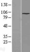 LEO1 Protein - Western validation with an anti-DDK antibody * L: Control HEK293 lysate R: Over-expression lysate