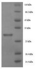 Mite group 2 allergen Lep d 2 Protein - (Tris-Glycine gel) Discontinuous SDS-PAGE (reduced) with 5% enrichment gel and 15% separation gel.