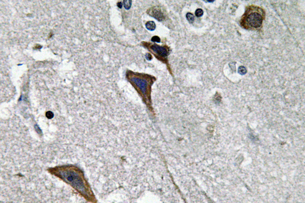 LEPR / Leptin Receptor Antibody - IHC of Ob-R (L662) pAb in paraffin-embedded human brain tissue.