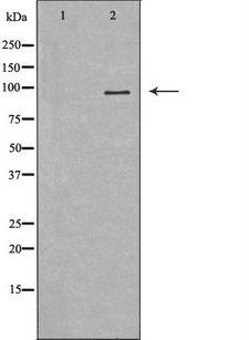 LEPR / Leptin Receptor Antibody - Western blot analysis of extracts of HepG2 cells using LEPR antibody. The lane on the left is treated with the antigen-specific peptide.