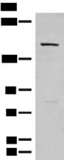 LEPR / Leptin Receptor Antibody - Western blot analysis of 293T cell lysate  using LEPR Polyclonal Antibody at dilution of 1:250