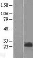 LEPROT Protein - Western validation with an anti-DDK antibody * L: Control HEK293 lysate R: Over-expression lysate