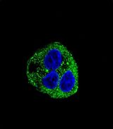 Leptin Antibody - Confocal immunofluorescence of Leptin (LEP) Antibody with HepG2 cell followed by Alexa Fluor 488-conjugated goat anti-rabbit lgG (green). DAPI was used to stain the cell nuclear (blue).