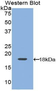 Leptin Antibody - Western blot of recombinant Leptin.