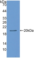 Leptin Antibody - Western Blot; Sample: Recombinant LEP, Rat.