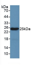 Leptin Antibody - Western Blot; Sample: Recombinant LEP, Mouse.