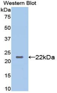Leptin Antibody - Western blot of recombinant Leptin.  This image was taken for the unconjugated form of this product. Other forms have not been tested.