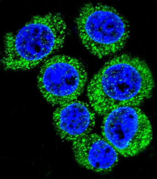 Leptin Antibody - Confocal immunofluorescence of LEP Antibody with HeLa cell followed by Alexa Fluor 488-conjugated goat anti-rabbit lgG (green). DAPI was used to stain the cell nuclear (blue).
