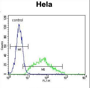 Leptin Antibody - LEP Antibody flow cytometry of HeLa cells (right histogram) compared to a negative control cell (left histogram). FITC-conjugated goat-anti-rabbit secondary antibodies were used for the analysis.