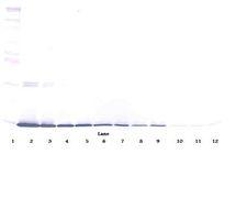 Leptin Antibody - Western Blot (non-reducing) of Leptin antibody. This image was taken for the unconjugated form of this product. Other forms have not been tested.